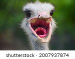 Hungry Ostrich Close Up...