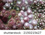 A Group Of Succulent Cacti  A...