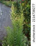Small photo of Erigeron canadensis, syn. Conyza canadensis, horseweed, Canadian horseweed, Canadian fleabane, coltstail, marestail, and butterweed, is a herbaceous plant, genus Erigeron, family Asteraceae. Berlin