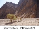 Small photo of Camelus dromedarius grazes in the vicinity of Malakot Mountain oasis. The dromedary, Camelus dromedarius, the dromedary camel, Arabian camel, or one-humped camel, is a large even-toed ungulate. Dahab