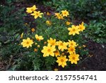 Small photo of Yellow Coreopsis flowers in autumn. Coreopsis syn. calliopsisis and tickseed, a genus of flowering plants in the family Asteraceae. Berlin, Germany