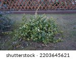 Small photo of Euonymus fortunei 'Sunspot' in the garden in winter. Euonymus fortunei, the spindle, Fortune's spindle, winter creeper or wintercreeper, is a species of flowering plant in the family Celastraceae.