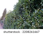 Small photo of Prunus laurocerasus in the garden in January. Prunus laurocerasus, also known as cherry laurel, common laurel and sometimes English laurel, is an evergreen species of cherry Prunus. Berlin, Germany