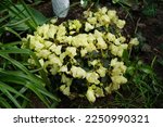 Small photo of Rhododendron ludlowii "Wren" in April in the garden. Rhododendron is a very large genus of woody plants in the heath family, Ericaceae, either evergreen or deciduous. Berlin, Germany