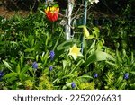 Lily-flowered yellow tulips and Triumph yellow-red tulip 