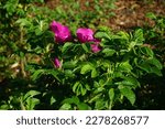 Rosehip bush blooms with pink flowers. The rose hip or rosehip, also called rose haw and rose hep, is the accessory fruit of the various species of rose plant. Berlin, Germany