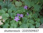 Small photo of Campanula portenschlagiana blooms with purple flowers in July. Campanula portenschlagiana, the wall bellflower, is a species of flowering plant in the family Campanulaceae. Berlin, Germany