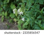 Small photo of Saponaria officinalis blooms in July. Saponaria officinalis, common soapwort, bouncing-bet, crow soap, wild sweet William, and soapweed, is a common perennial plant from the family Caryophyllaceae.