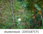 Small photo of Sonchus arvensis, the field milk thistle, field sowthistle, perennial sow-thistle, corn sow thistle, dindle, gutweed, tree sow thistle, is a species of flowering plant in the daisy family Asteraceae.