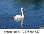 A white mute swan swims on the Biesdorfer Baggersee lake in August. The mute swan, Cygnus olor, is a species of swan and a member of the waterfowl family Anatidae. Berlin, Germany