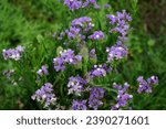 Small photo of Limonium sinuatum blooms in August. Limonium sinuatum, wavyleaf sea lavender, statice, sea lavender, notch leaf marsh rosemary, sea pink, is a Mediterranean plant species in the family Plumbaginaceae