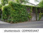 Parthenocissus quinquefolia and Hedera helix climb a wooden fence in September. Berlin, Germany