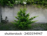 Small photo of Thuja occidentalis tree with blue-yellow needles grows in September. Thuja occidentalis, also known as northern white cedar, eastern white cedar, or arborvitae, is an evergreen coniferous tree. Berlin