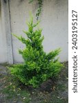 Small photo of Thuja occidentalis tree with blue-yellow needles grows in September. Thuja occidentalis, also known as northern white cedar, eastern white cedar, or arborvitae, is an evergreen coniferous tree. Berlin