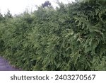 Small photo of Thuja occidentalis tree grows in September. Thuja occidentalis, northern white cedar, eastern white cedar, or arborvitae, is an evergreen coniferous tree. Berlin, Germany