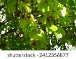 Small photo of Corylus colurna grows in October. Corylus colurna, the Turkish hazel or Turkish filbert, is a deciduous tree. Berlin, Germany