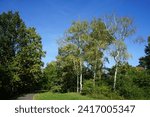 Small photo of Beautiful landscape with birch trees in October. Betula pendula, silver birch, warty birch, European white- or East Asian white birch, is a species of tree. Berlin, Germany