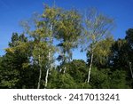 Small photo of Beautiful landscape with birch trees in October. Betula pendula, silver birch, warty birch, European white- or East Asian white birch, is a species of tree. Berlin, Germany