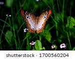 A White Peacock Butterfly In...