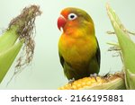 A lovebird is perched on a corn kernel that is ready to be harvested. This bird which is used as a symbol of true love has the scientific name Agapornis fischeri.