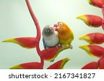 A pair of lovebirds are perched on a wild banana flower. This bird which is used as a symbol of true love has the scientific name Agapornis fischeri.