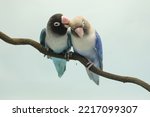 A pair of lovebirds are perched on a tree branch. This bird which is used as a symbol of true love has the scientific name Agapornis fischeri.