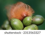 A Caterpillar Is Foraging On A...