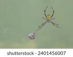 Small photo of The cannibalistic behavior of a Hawaiian garden spider that preys on another Hawaiian garden spider. This yellow spider has the scientific name Argiope appensa.