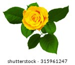 Download Yellow Rose 1 Free Stock Photos Rgbstock Free Stock Images Dieterjj September 01 2010 15 Yellowimages Mockups