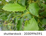 Small photo of Red Alder (Alnus rubra) is the largest species of alder in North America and one of the largest in the world.