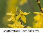 Blooming Forsythia Bush in Spring. Yellow Forsythia Flowers. Blossoming Forsythia. Flowering Forsythia. Spring Flowers. Yellow Flowers Closeup. Yellow Twig.