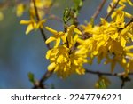 Blooming Forsythia Bush in Spring. Yellow Forsythia Flowers. Blossoming Forsythia. Flowering Forsythia. Spring Flowers. Yellow Flowers. Spring Background. Yellow Branch. Yellow Twig.