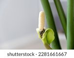 White zamioculcas zamiifolia flower close-up. Flower of ZZ plant or dollar tree flower growing from stems. Zanzibar gem or emerald palm plant blossom.
