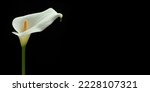 Small photo of DEEPEST SYMPATHY CARD WITH CALLA LILY FLOWER ISOLATED ON BLACK BACKGROUND. CONDOLENCES ON DECEASES CONCEPT. COPY SPACE.