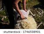 Small photo of Sheep shearing wool with a clipper on a texelaar x swifter