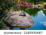 Small photo of Pond slider or red-eared turtle.A group of wild turtles in the lake. Turtles sit on a rock and bask in the sun.