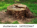 Tree Stump In The Forest