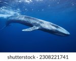 Blue whale in mirissa srilanka