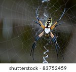 Garden Spider Spinning A Web.