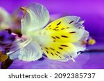 White Alstromeria Yellow Petals ...