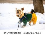Cute Yorkshire Terrier posing outdoors in winter day. Small stylish doggy with protective shoes walking outside at cold snowy day. A dog in warm green yellow jumpsuit. Domestic canine animal on a walk