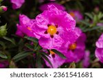 Small photo of Bright pink rock-rose flowers in a spring botanical garden. Cistus creticus is a species of shrubby plant in the family Cistaceae. A species of shrubby plant widespread in the Eastern Mediterranean.