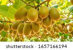 Gold Kiwifruit Ready For Harvest