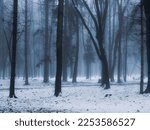 Dreamy winter forest in the fog....