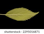 Garden Forsythia (Forsythia x intermedia). Leaf Closeup