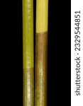 Small photo of Common Spike-Rush (Eleocharis palustris). Truncate Upper Leaf Sheaths Closeup