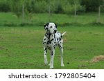 A two year old dalmation...