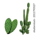 Small photo of Cactus Nepal Botanical name Succulent plant, cactus, botany, leaf