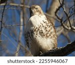 Juvenile red-tail hawk perched in a tree in the afternoon sunlight with a beautiful blue sky, the hawk staring right at you.