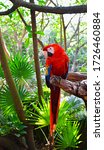 Small photo of The macaque scarlet parrot is beautiful, incisive and intelligent. Learn a lot of tricks quickly. He can even be talented if he is taught to speak and is more talkative than the ara-blue-golden parrot